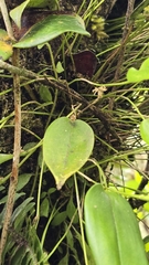 (c) Cristian I. Ortega Ramos, some rights reserved (CC BY) Pleurothallis ruscifolia, photograph (c) Cristian I. Ortega Ramos, some rights reserved (CC BY)