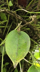Pleurothallis ruscifolia, photograph (c) Cristian I. Ortega Ramos, some rights reserved (CC BY)