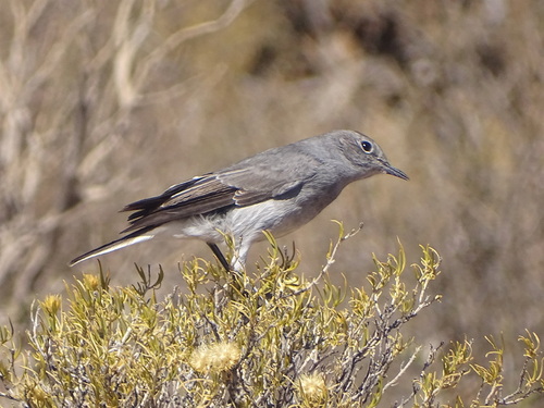 Karoo Chat (Emarginata schlegelii)