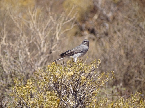 Karoo Chat (Emarginata schlegelii), photo 2