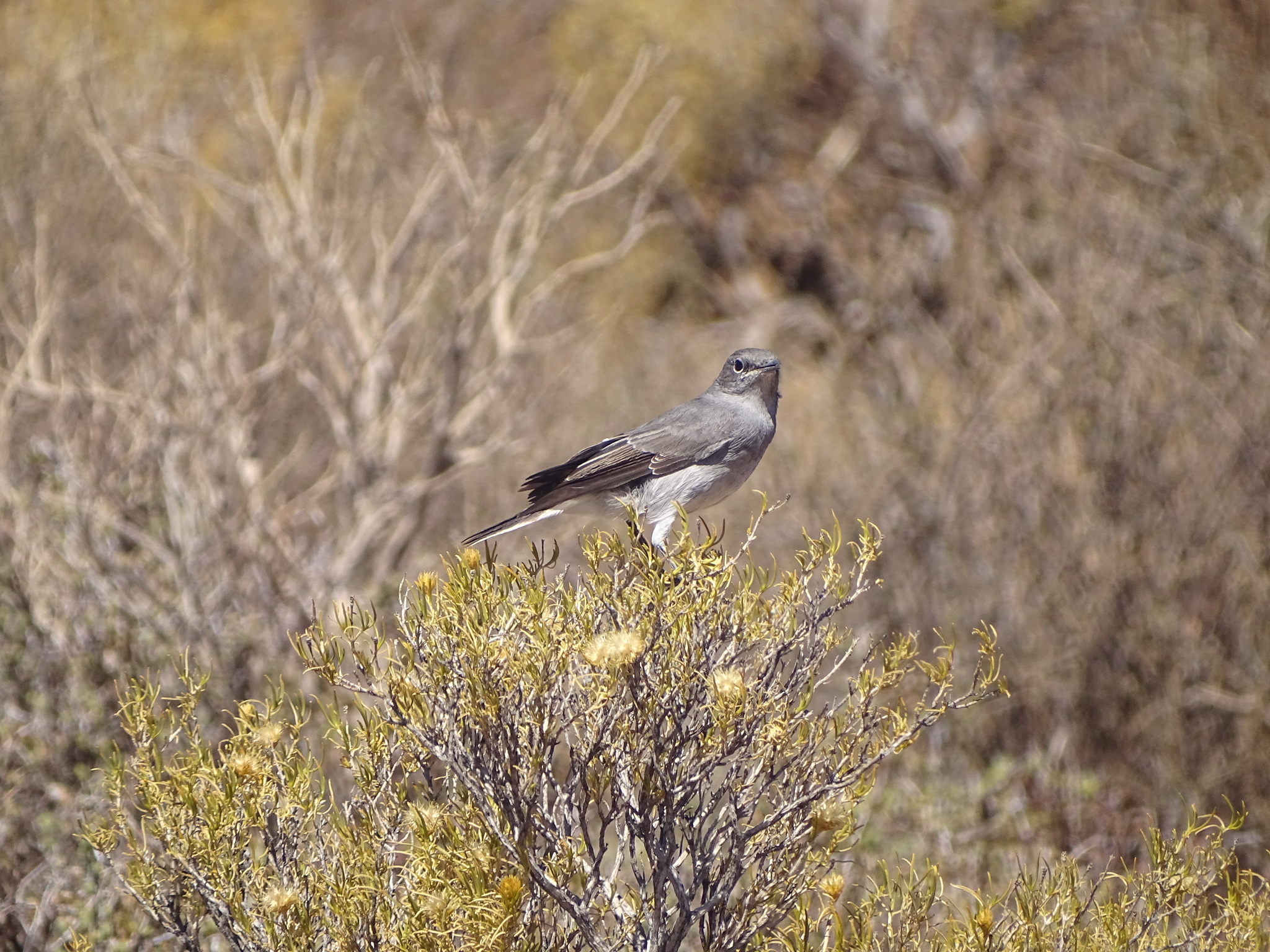 Karoo Chat (Emarginata schlegelii), photo 2
