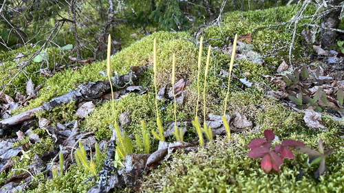 arctic stag's-horn clubmoss