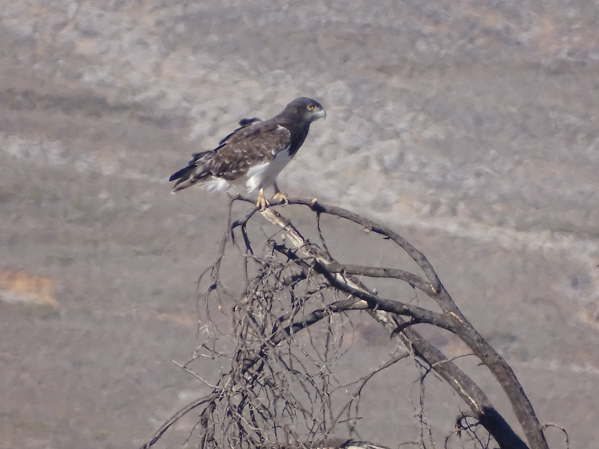 Black-chested Snake Eagle (Circaetus pectoralis), photo 5