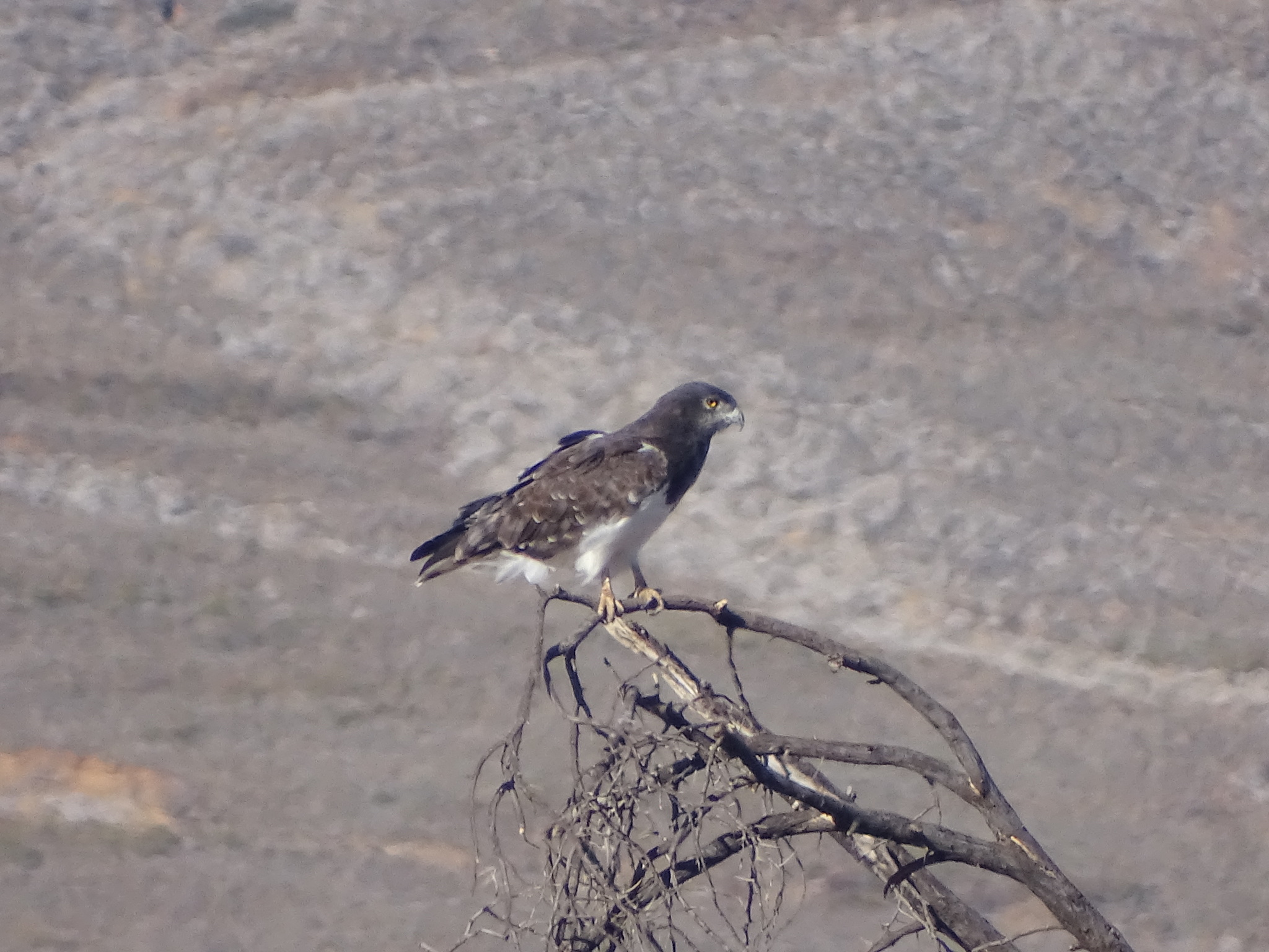 Black-chested Snake Eagle (Circaetus pectoralis), photo 10