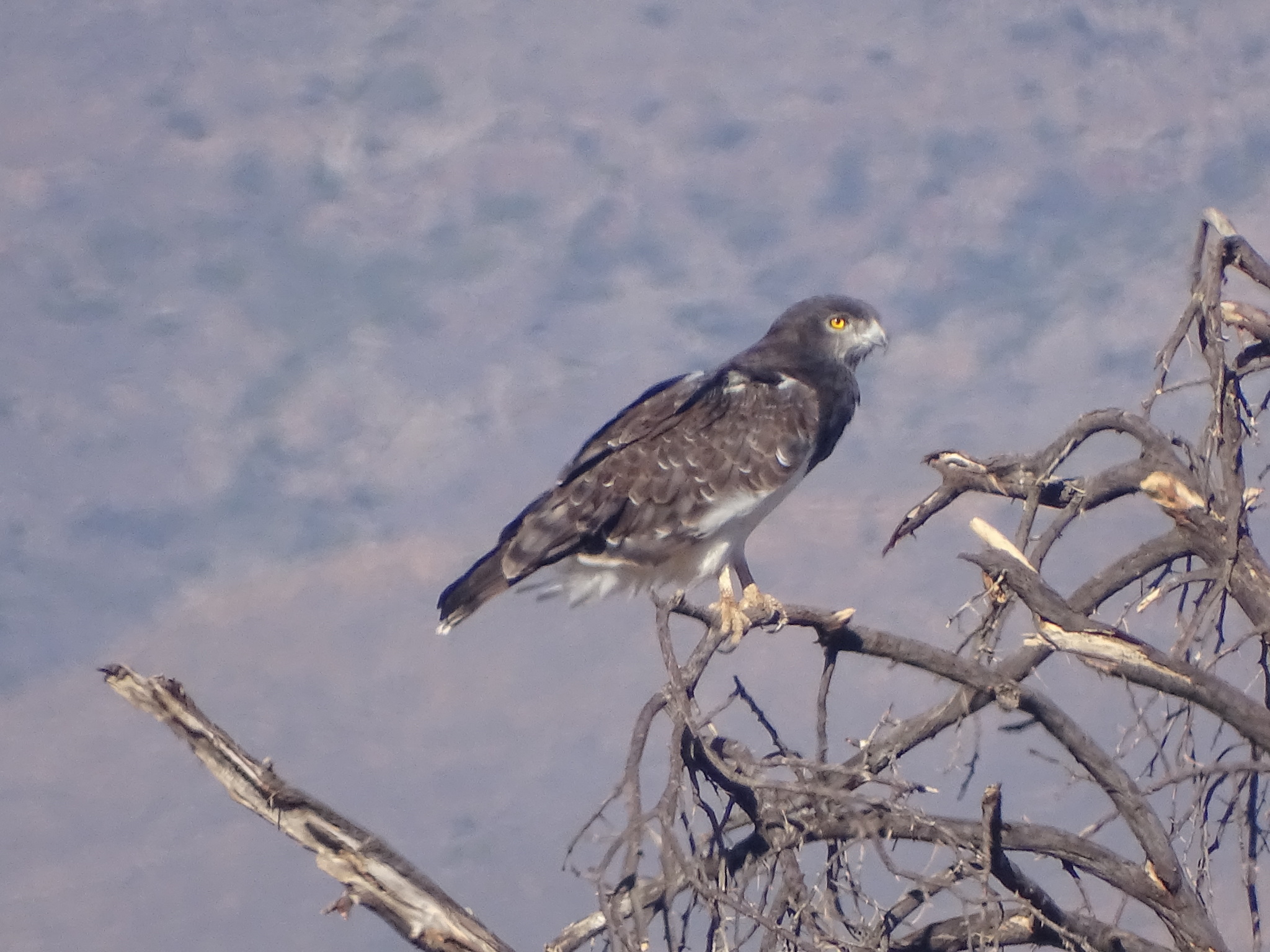 Black-chested Snake Eagle (Circaetus pectoralis), photo 6