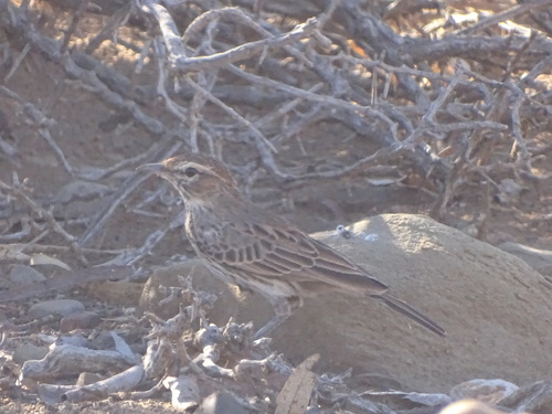 Karoo Lark (Calendulauda albescens)