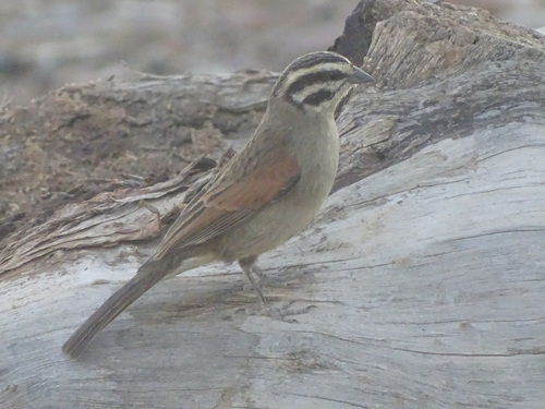 Cape Bunting (Emberiza capensis), photo 5