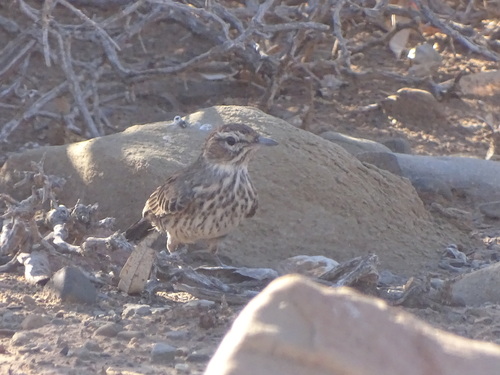 Karoo Lark (Calendulauda albescens), photo 2