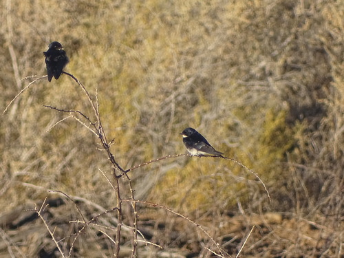Pearl-breasted Swallow (Hirundo dimidiata), photo 7