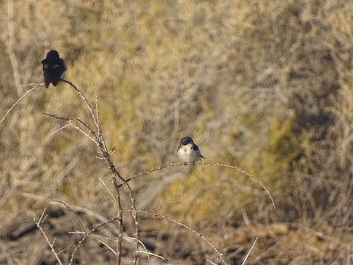 Pearl-breasted Swallow (Hirundo dimidiata), photo 6