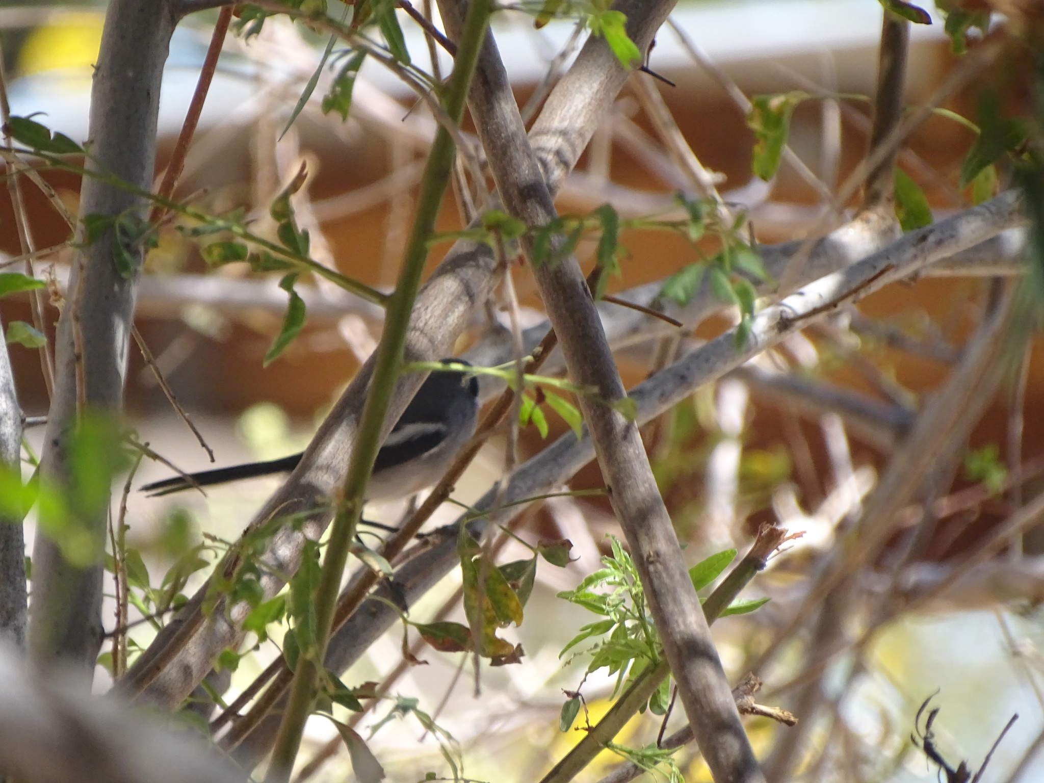 Fairy Flycatcher (Stenostira scita), photo 4