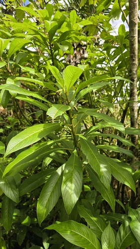 Tibey Tupa (Lobelia portoricensis)