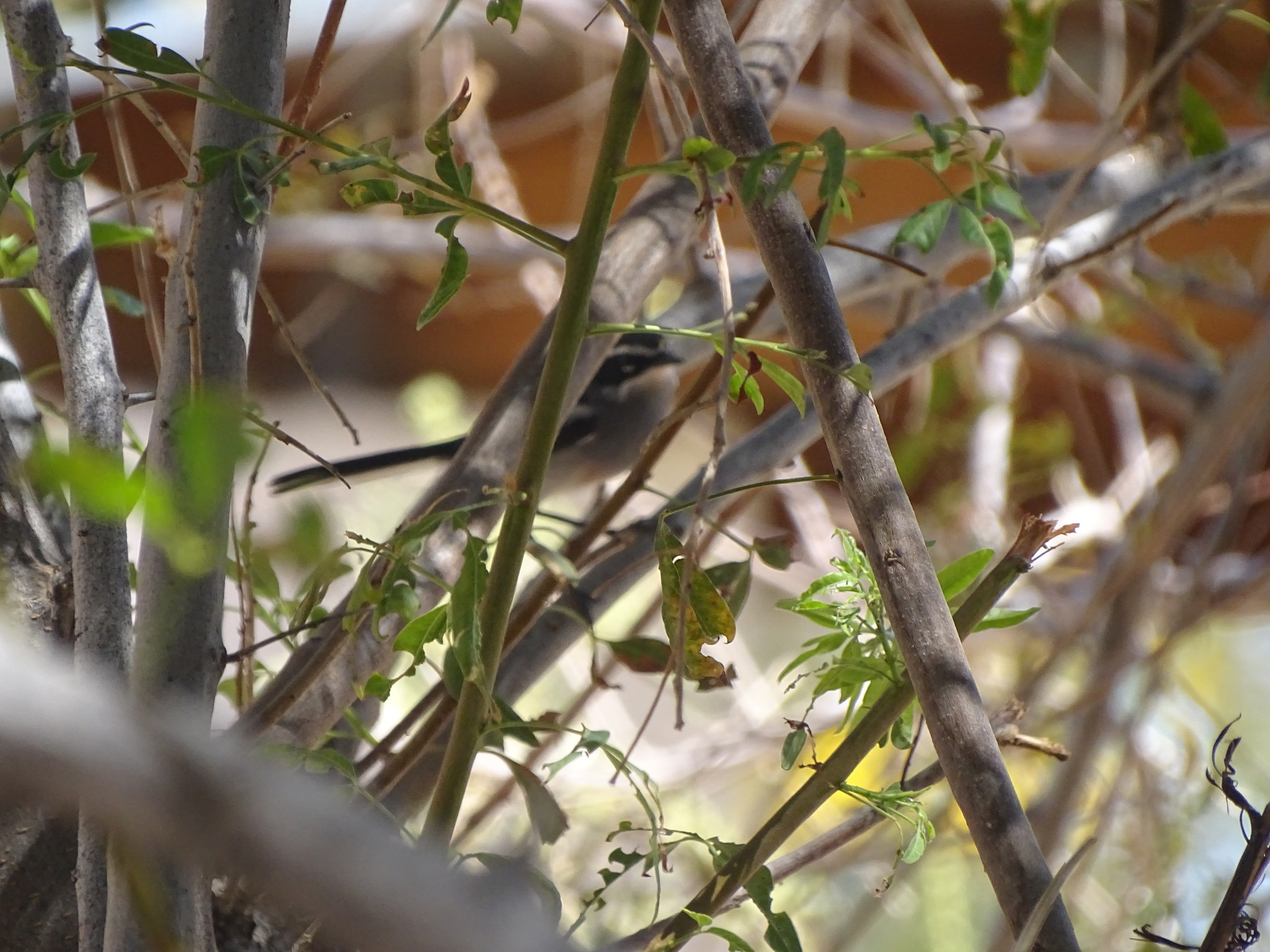 Fairy Flycatcher (Stenostira scita), photo 2