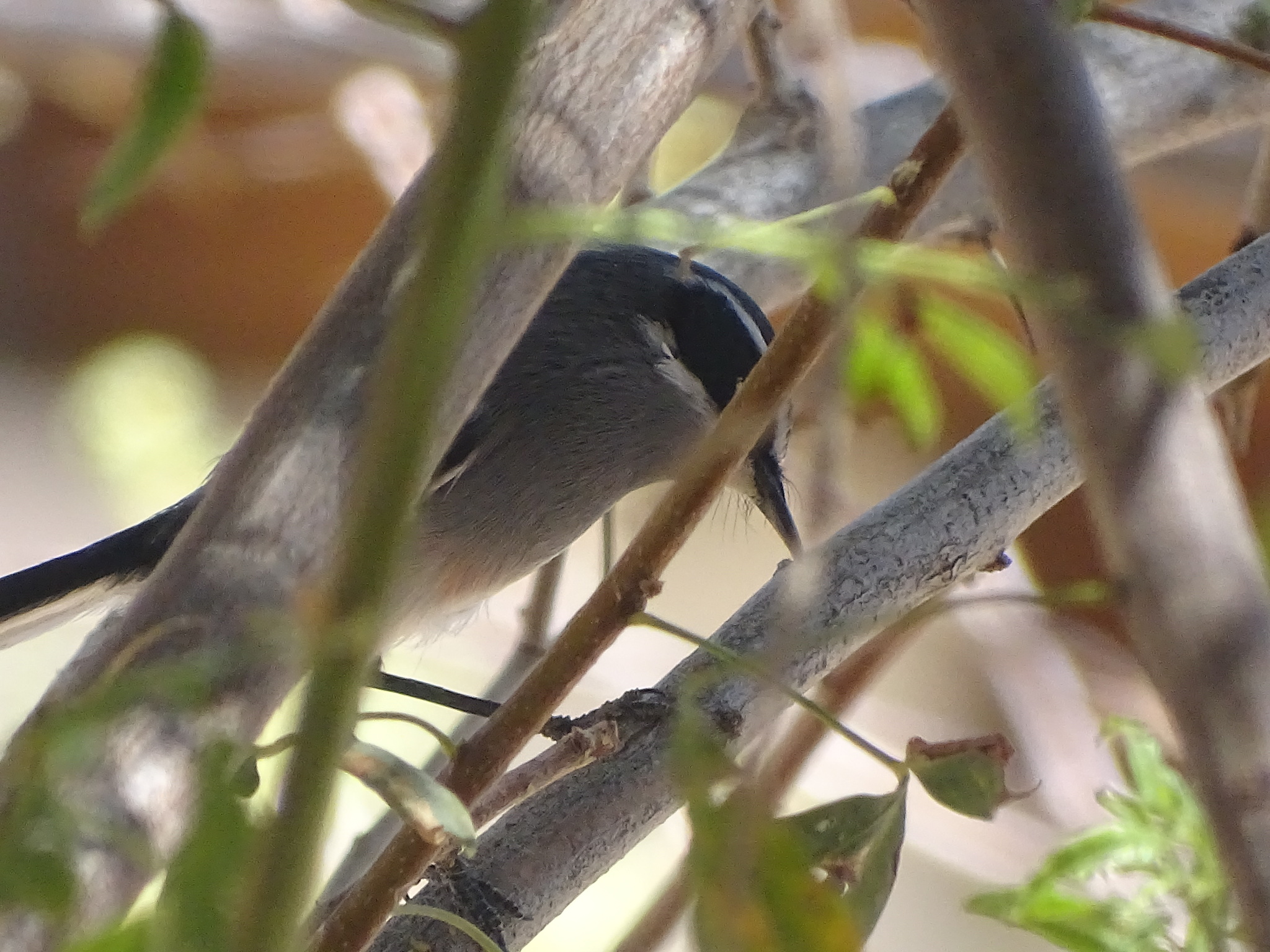 Fairy Flycatcher (Stenostira scita), photo 1