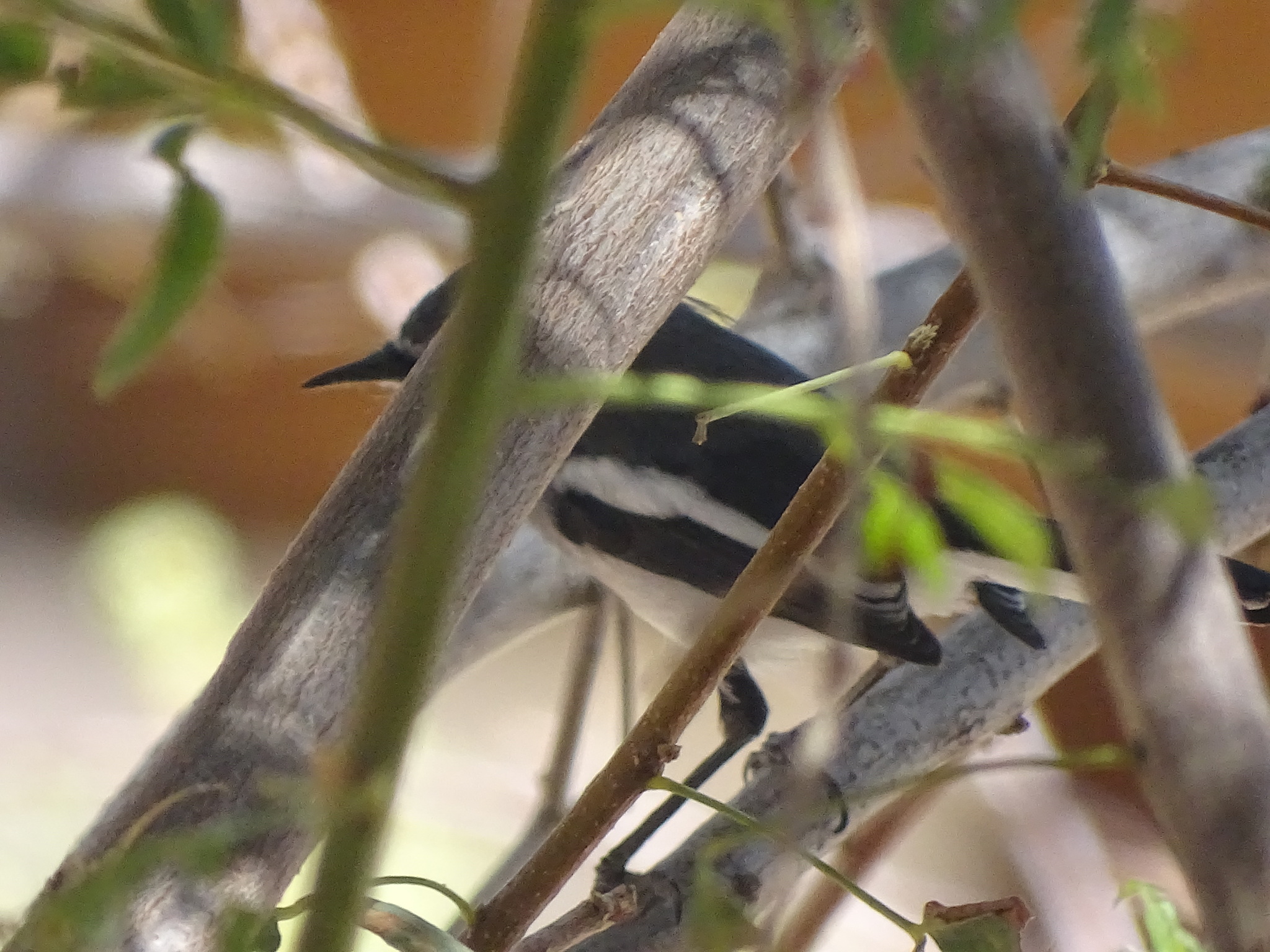 Fairy Flycatcher (Stenostira scita), photo 3