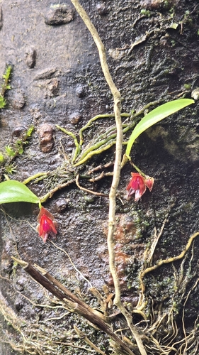 Carite babyboot orchid (Lepanthes caritensis)