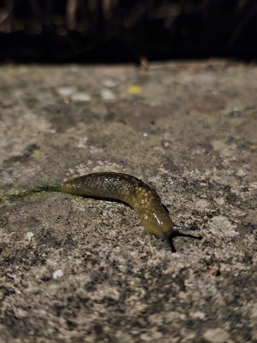 Limacus flavus