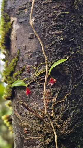 Lepanthes caritensis, photograph 2
