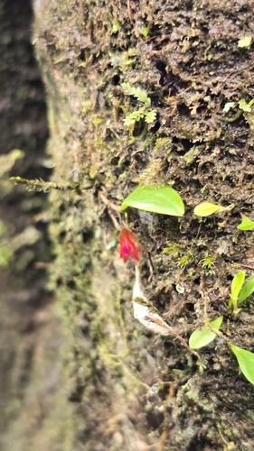 Lepanthes caritensis, photograph 3