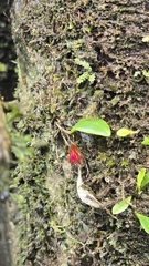 Lepanthes caritensis, photograph (c) Cristian I. Ortega Ramos, some rights reserved (CC BY)