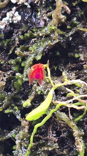 Lepanthes caritensis, photograph 5