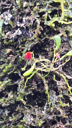 Lepanthes caritensis, photograph 6