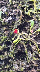 Lepanthes caritensis, photograph (c) Cristian I. Ortega Ramos, some rights reserved (CC BY)
