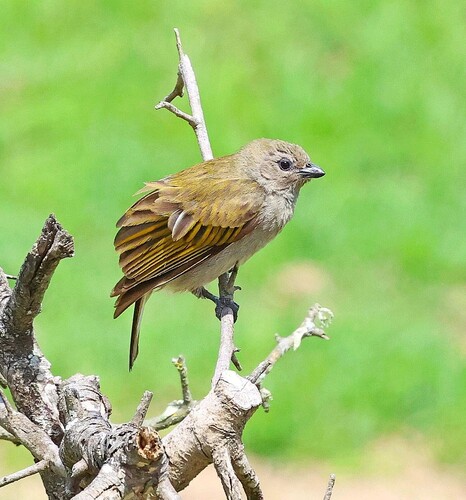 Lesser Honeyguide (Indicator minor), photo 3