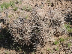 Grusonia kunzei