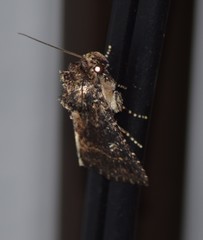 Condica albigera