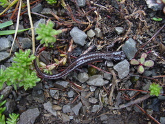 Chiropterotriton priscus