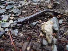 Chiropterotriton priscus