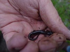 Chiropterotriton priscus