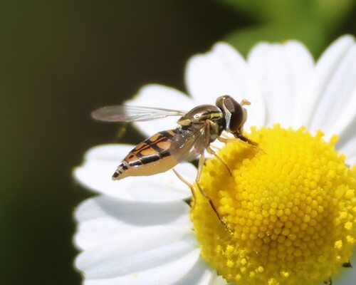 Unknown species found near Fresno County, US-CA, US