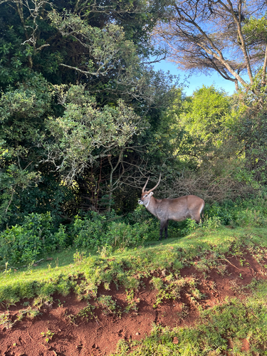 Defassa Waterbuck