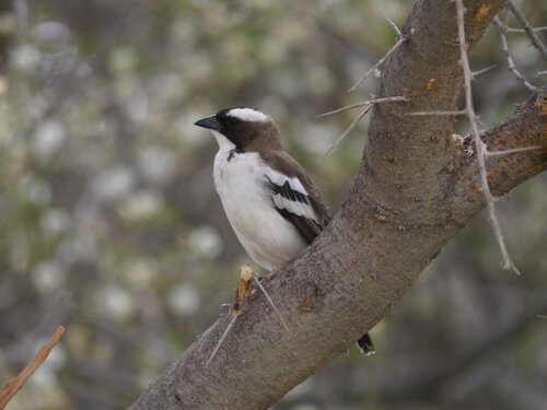 White-browed Sparrow-Weaver