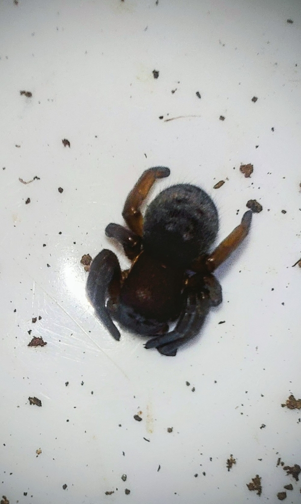 Colson's Ground Velvet Spider from Poortview AH, Roodepoort, 2040 ...