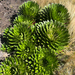 Lobelia deckenii