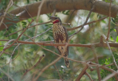 Cut-throat Finch