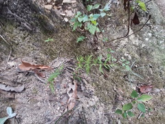 Mildella intramarginalis