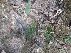 Mildella intramarginalis