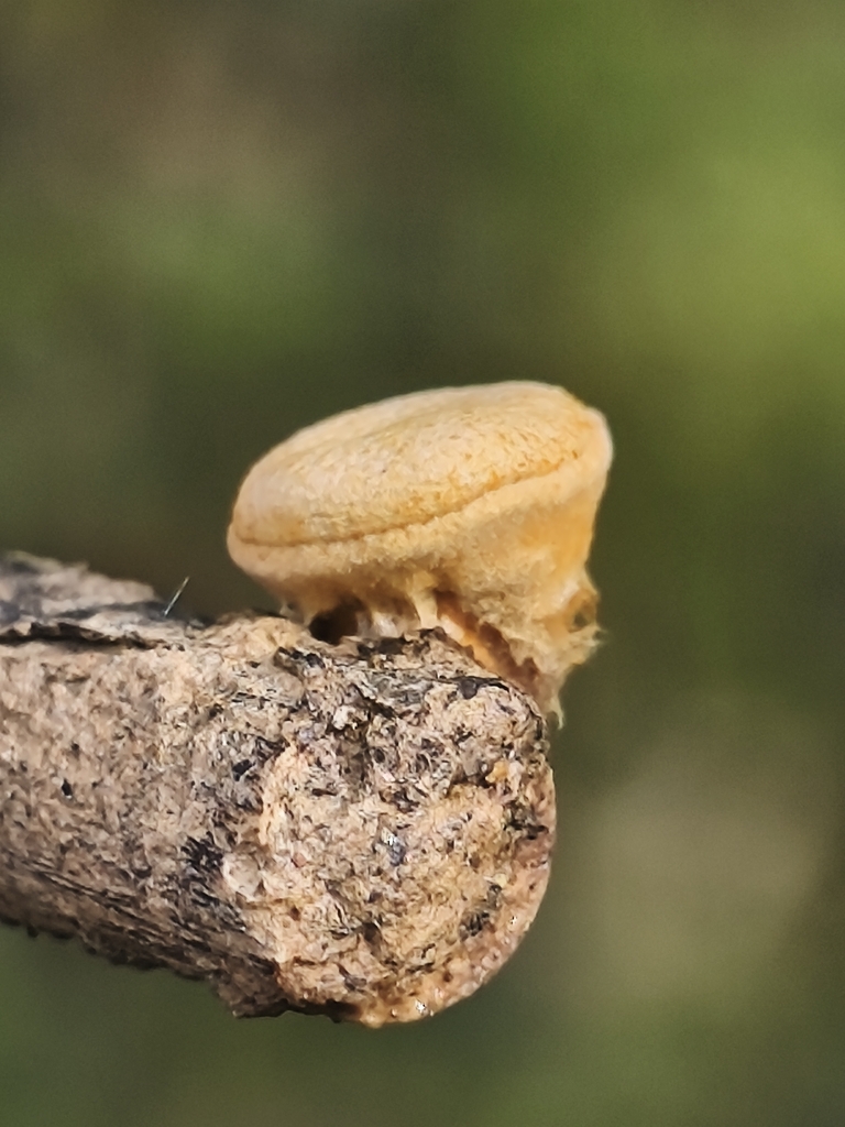 Crucibulum laeve · March 2026 · photo: © mycototor (iNaturalist, cc-by)