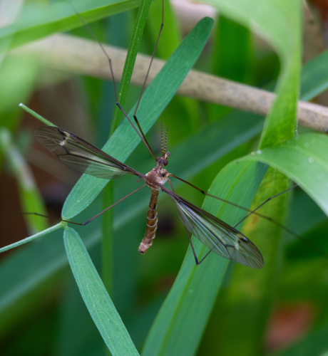 Unknown species found near Lakewood Estates, St. Petersburg, FL, USA