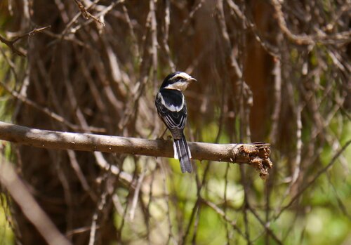 Masked Shrike