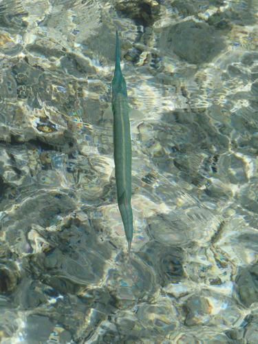 Tylosurus choram observed 2026-03-02