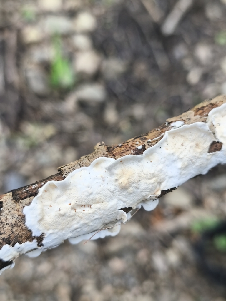 Byssomerulius corium · March 2026 · photo: © mycototor (iNaturalist, cc-by)