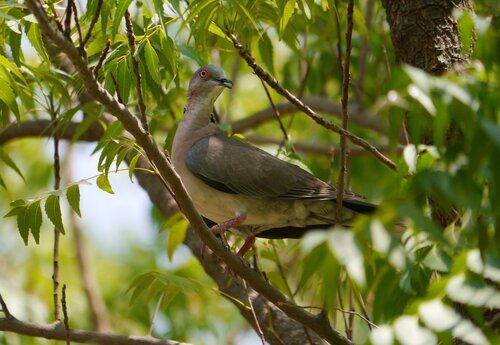 Mourning Collared Dove