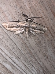 Holochroa dissociarius