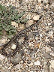 Pituophis catenifer pumilus