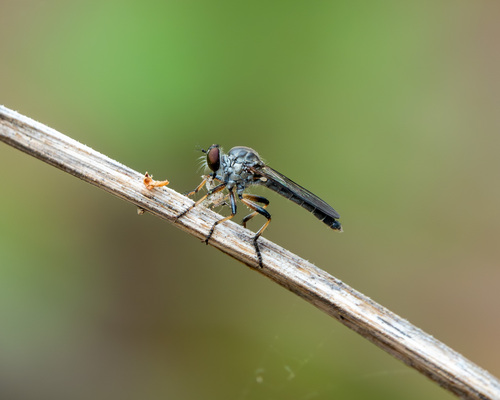Unknown species found near Lakewood Estates, St. Petersburg, FL, USA